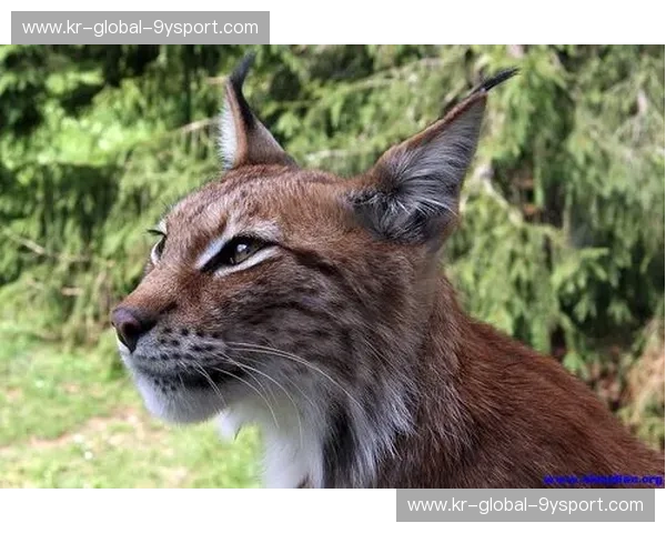 烈焰重燃，山猫跃起：2014季后赛，一场关于“不可能”的史诗